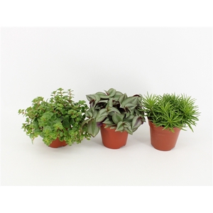 Pure Green mix soorten : Rhipsalis, Tradescantia, Sedum