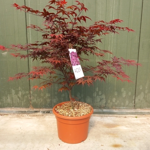 Acer pal. Bloodgood