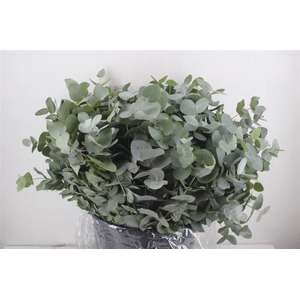Euca Cinerea Short 300gr P Bunch