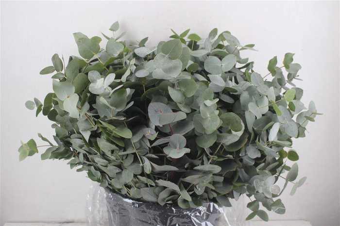<h4>Euca Cinerea Short 300gr P Bunch</h4>