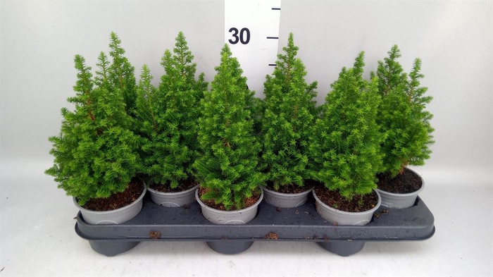 Chamaecyparis thyo. 'Spitsbergen'