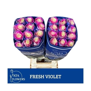 R gr Tinted Fresh Violet