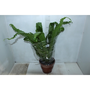 ASPLENIUM OSAKA CRESPO P24