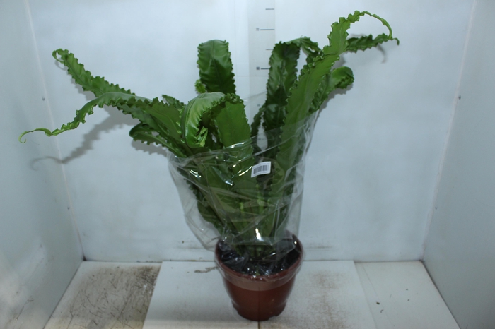<h4>ASPLENIUM OSAKA CRESPO P24</h4>