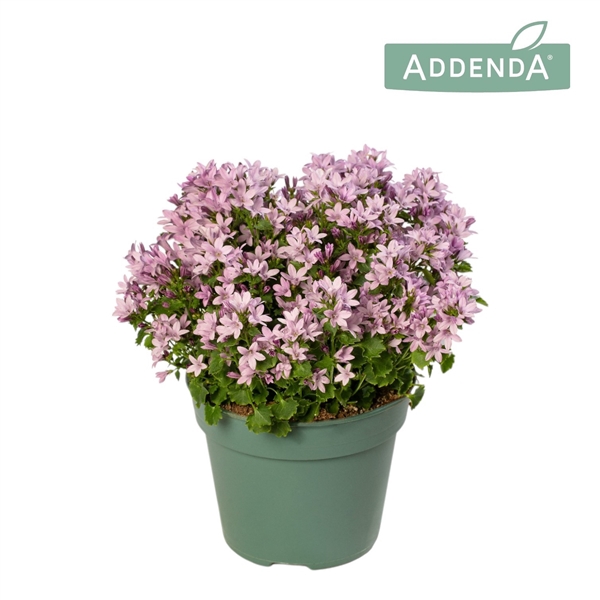 <h4>Campanula Ambella pink</h4>