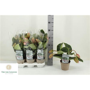 Medin Candy 4 Flower