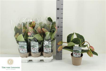 <h4>Medin Candy 4 Flower</h4>