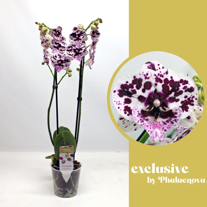<h4>Speechless Elegance 2-tak 60cm (RIJP)</h4>