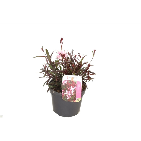 <h4>Gaura lind. Gaudi Rose</h4>