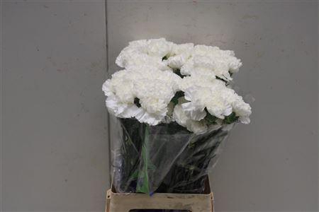 <h4>Di St Moonlight</h4>