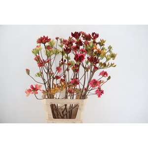 RHODO. MIXED 100CM