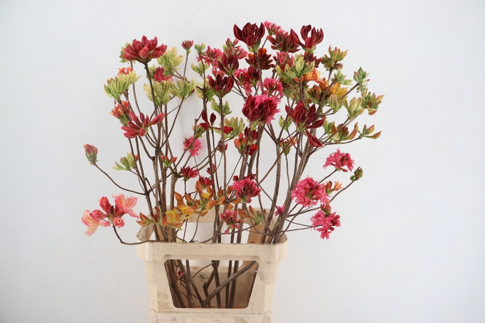 <h4>RHODO. MIXED 100CM</h4>