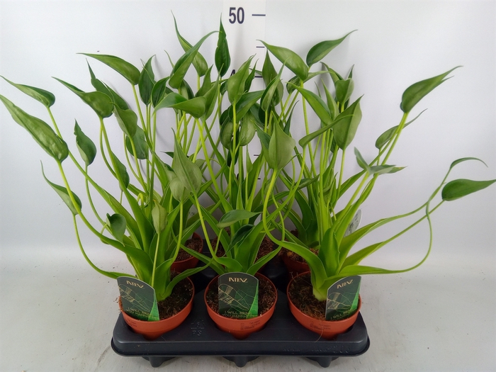 <h4>Alocasia  'Tiny Dancers'</h4>