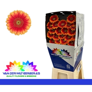 Germini Juanita Diamond