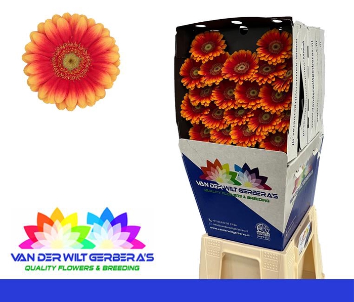 <h4>Germini Juanita Diamond</h4>