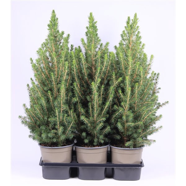 <h4>Picea glauca 'December'</h4>