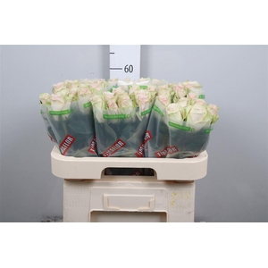 R Gr Pink Athena