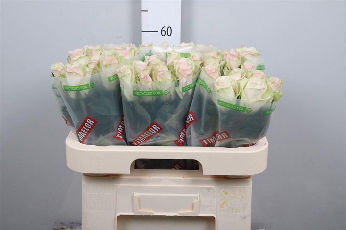 <h4>R Gr Pink Athena</h4>