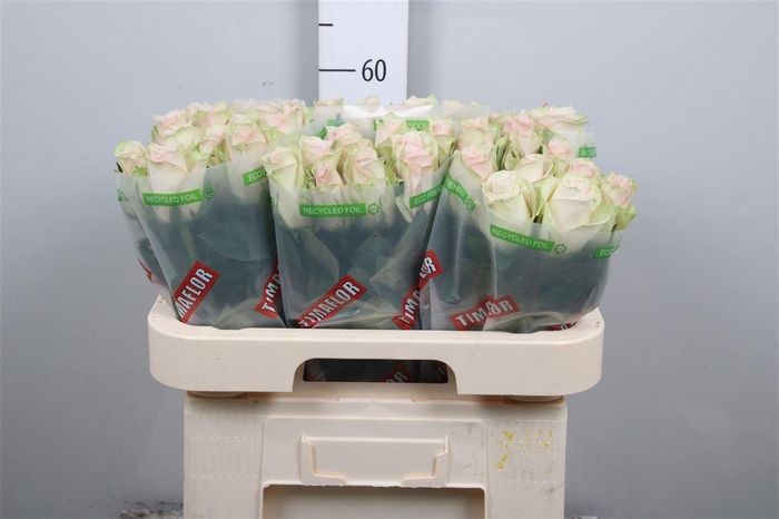 <h4>R Gr Pink Athena</h4>