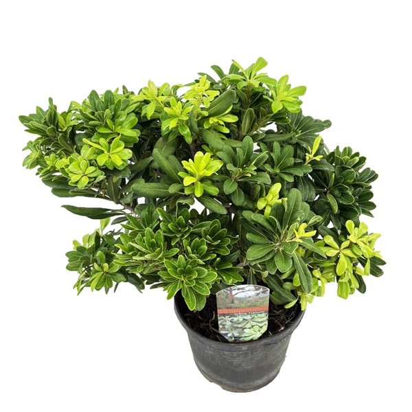 <h4>Pittosporum tobira nanum</h4>