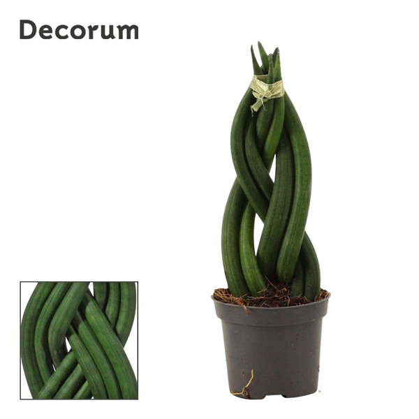 Sansevieria Cylindrica 6 cm Braid (Decorum)