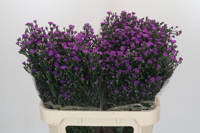 Aster Baby Pink