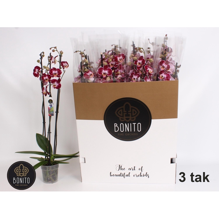 <h4>PHAL AN REIMS</h4>