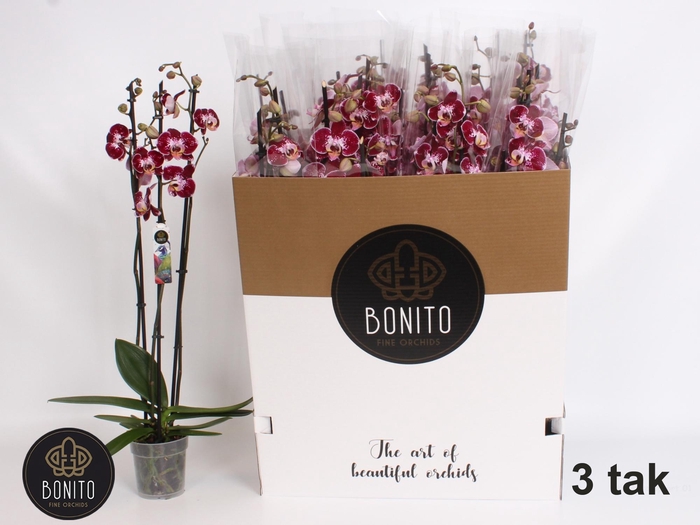 <h4>PHAL AN REIMS</h4>