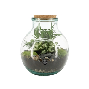 90076: Terrarium arrangement
