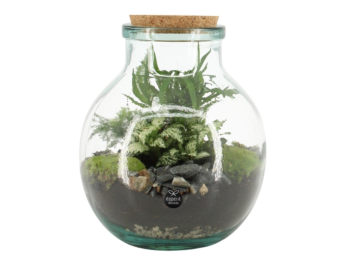 <h4>90076: Terrarium arrangement</h4>