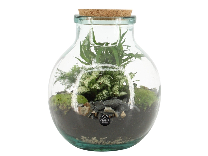 <h4>90076: Terrarium arrangement</h4>
