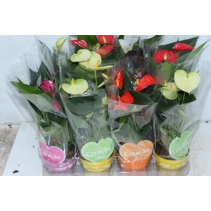 ANTHURIUM VARIADO P09