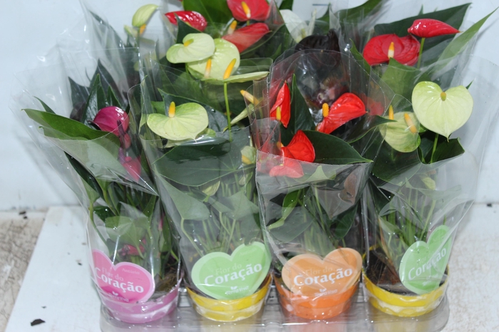 <h4>ANTHURIUM VARIADO P09</h4>