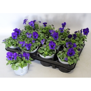 Viola cornuta F1 Deep Blue