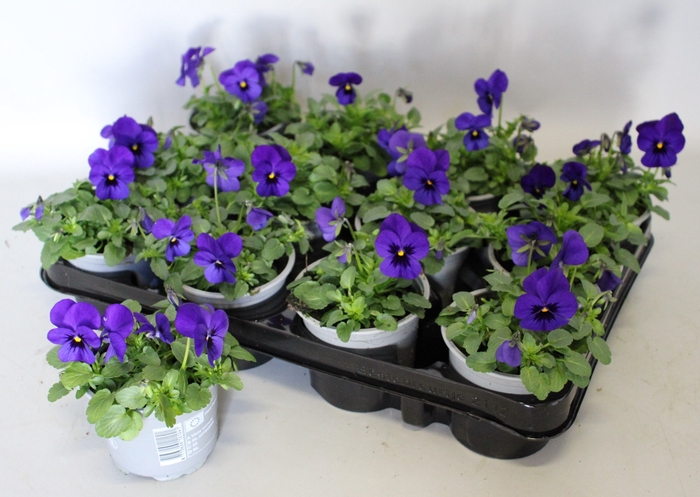 Viola cornuta F1 Deep Blue