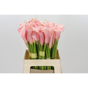 Zantedeschia Eydolls Salmon