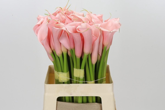 Zantedeschia Eydolls Salmon