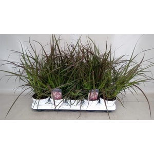 Pennisetum advena 'Rubrum'