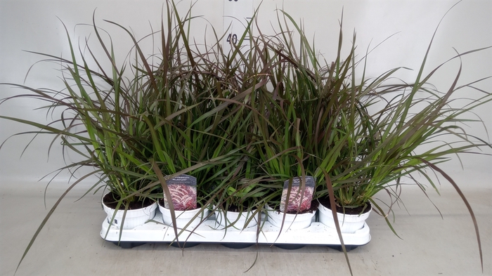 <h4>Pennisetum advena 'Rubrum'</h4>