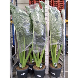Alocasia macrorrhizos