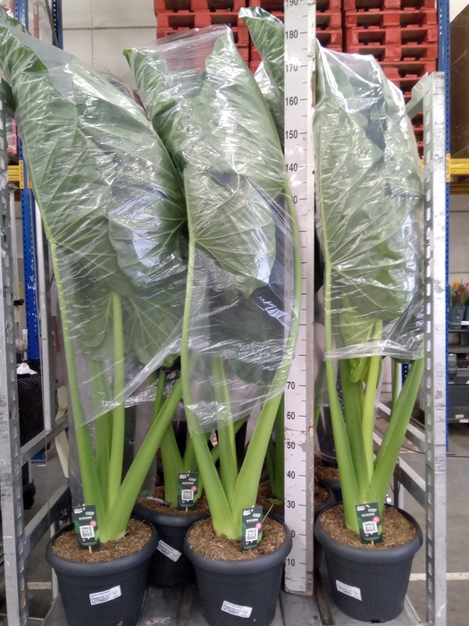 <h4>Alocasia macrorrhizos</h4>
