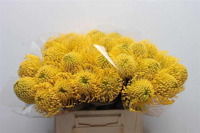 <h4>LEUCO CO HIGH GOLD</h4>