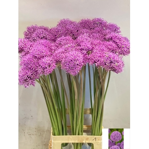 ALLIUM GLADIATOR