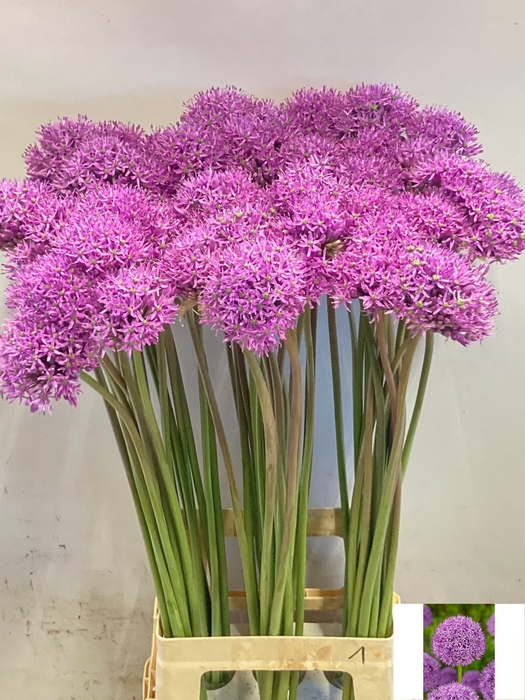 <h4>ALLIUM GLADIATOR</h4>