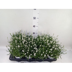 Lavandula angus. 'Aromatico Silver'