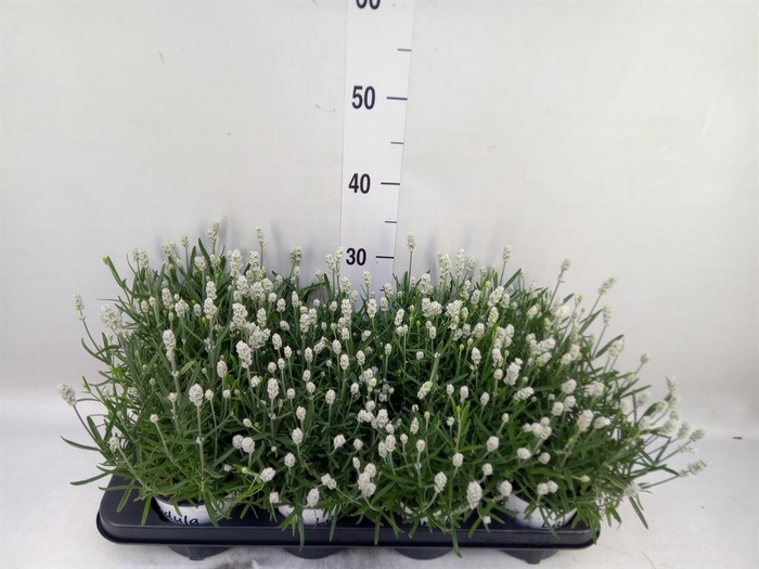 <h4>Lavandula angus. 'Aromatico Silver'</h4>