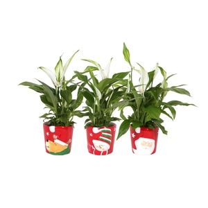 Spath Pearl Cupido Keramiek X-mas