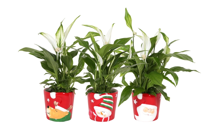 <h4>Spath Pearl Cupido Keramiek X-mas</h4>