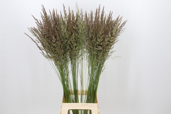 <h4>Calamagrostis Brachytricha</h4>