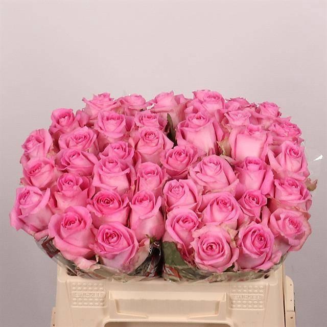 <h4>R GR REVIVAL</h4>